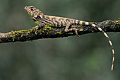 Erdelen's Horned lizard