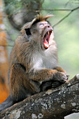 Toque Macaque Yawning