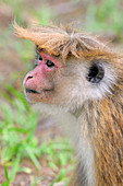 Female Toque Macaque