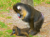 Mandrill Male And Female Mating