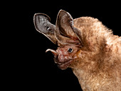 Pygmy round-eared bat