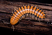 Bioluminescent millipede