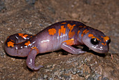 Painted Ensatina Salamander