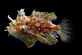 Sargassumfish