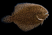 Freshwater Flounder