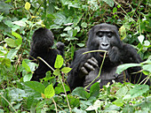 Mountain Gorilla and Young