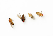 Drosophila genetic variations