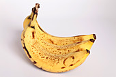 Ripe Bananas in Visible Light