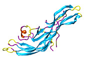 Human Chorionic Gonadotropin Molecule