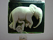Elephant fetus