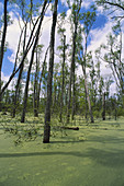 Atchafalaya Swamp,Louisiana