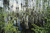 Cypress Swamp,Big Cypress
