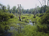 Parker Brook Swamp,NJ