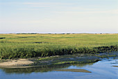 Cape Cod Salt Marsh