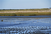 Tidal Mud Flats