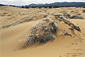 Coral Pink Sand Dunes,Utah,USA