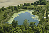 Pond with Algae