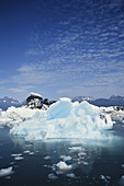 Icebergs in Prince William Sound