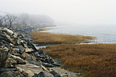 Foggy Coastal Salt Marsh