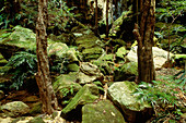 Rainforest landscape,Madagascar