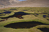Wetlands in the Chilean Andes