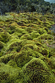 Moss Hummocks,New Zealand