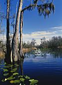 Okefenokee NWR,Georgia,USA