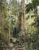 Rainforest,Venezuela