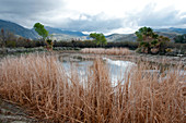 Agua Caliente Regional Park,Arizona,USA