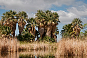 Agua Caliente Regional Park,Arizona,USA