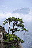 Chinese White Pine on Mt. Huangshan
