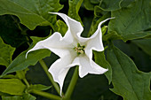 Jimson Weed