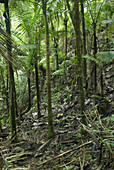 Forest of sierra palms