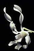 Solomon's White Orchid