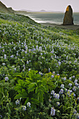 Sea Stack and Lupines on Oregon Shore