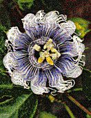 Passiflora Elizabeth Flower Mosaic