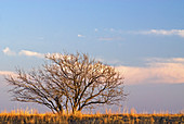 Tree in high plains,Texas