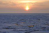Sea ice at sunset