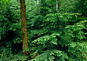Hemlock-Northern Hardwood Forest