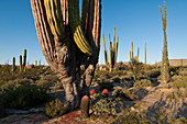 Cardon Cactus