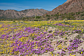 Baja Spring Wildflowers