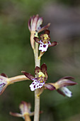 Spotted coral root