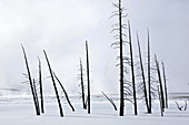 Geothermally Killed Trees,Yellowstone