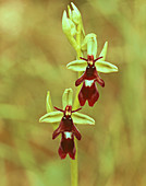 Fly orchid