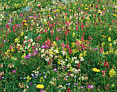 Swiss Alpine Meadow