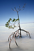 Young mangrove tree