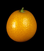 Round Kumquat