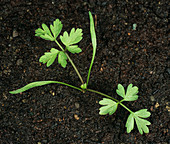 Cow parsley seedling