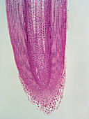 LM of Corn Root
