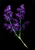 X-ray of Blooming Lilac